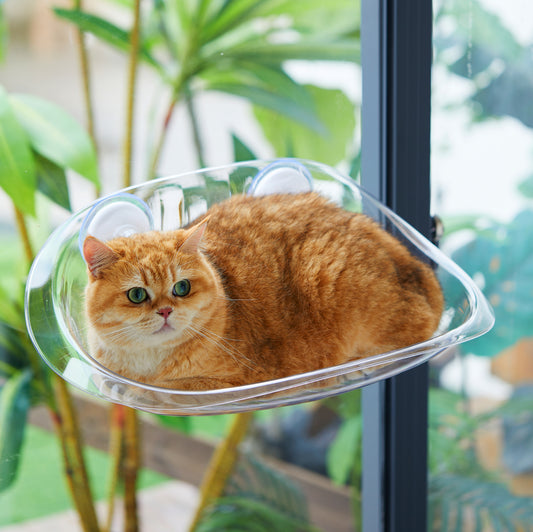 Cat Window Perch - Clear Cat Window Hammock,Solid Cat Window Bed for Cats and Kittens